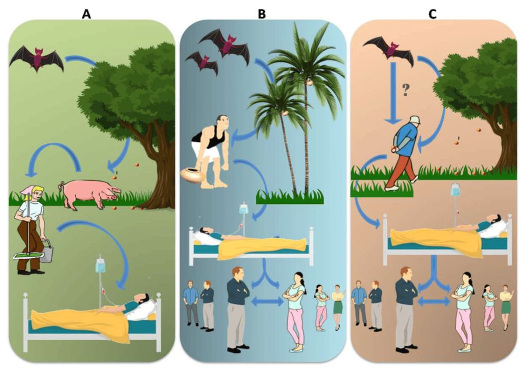 The transmission route of the Nipah virus (NiV) varies by location. (A) In Malaysia, fruit bitten by NiV-M contaminated bats is consumed by pigs, and workers handling these pigs are infected with NiV-M. (B) In Bangladesh, consumption of palm sap contaminated with bat saliva and excrement causes NiV-B infection in humans and spreads further through nosocomial means. Infected bats excrete the virus through their urine, droppings, and saliva. (C) In India, direct transmission from bats to humans has been reported in the state of Kerala, but this is not supported by adequate evidence. Nosocomial spread of NiV-B has been reported in two different states - Kerala and West Bengal. Source: Vinod Soman Pillai et al. (Journal MDPI, 2020)