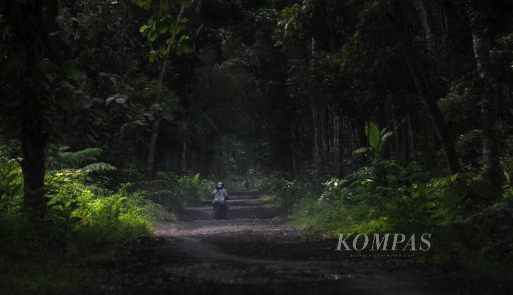 Suasana di dalam kawasan Taman Nasional Alas Purwo di Kecamatan Tegaldlimo, Kabupaten Banyuwangi, Jawa Timur, Kamis (13/1/2011). 