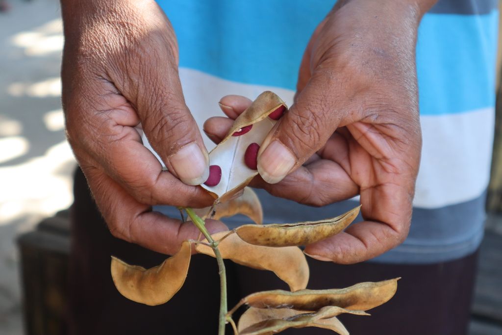 Kacang arbila (<i>Phaseolus lunatus L</i>) merupakan jenis kacang yang banyak tumbuh di Pulau Timnmor, Nusa Tenggara Timur. Saat ini, warga Ajaobaki jarang mengonsumsinya karena pengolahan yang cukup rumit, yakni perebusan ulang hingga 12 kali.