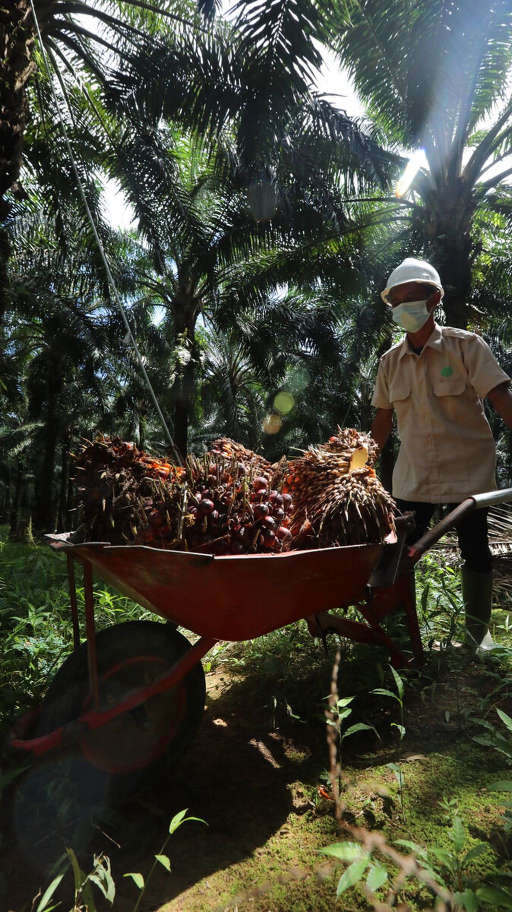 Workers harvest oil palm in the plantation area of ​​PT Sawit Sumbermas Saran Tbk (SSMS) in Pangkalan Bun, Central Kalimantan, Thursday (29/4/2021). PT SSMS produces crude palm oil (CPO) with a production capacity of 2,500 tons per day. Downstream PT SSMS has produced CPO derivative products in the form of olein (cooking oil), stearin (basic ingredients for cakes and cosmetics), RBDPO (refined, bleached, and deodorized palm oil), and PFAD (palm fatty acid distillate) or distillated palm fatty acid. PT SSMS manages a concession area of ​​116,029 hectares consisting of 23 nucleus and plasma plantations of 81,485 hectares. PT SSMS's plantation and mill are RSPO certified. Its derivative products penetrate export markets to China, Bangladesh, India and Pakistan.