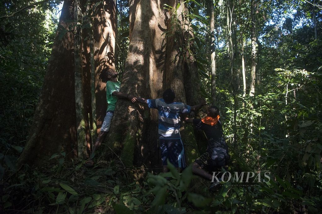 Warga memeluk sebuah pohon merbau di dalam hutan desa di Kampung Sira, Sorong Selatan, Papua Barat, Rabu (9/6/2021). Masyarakat desa itu dipercaya mengelola hutan desa yang terus dijaga kelestariannya di sekeliling pemukiman mereka .