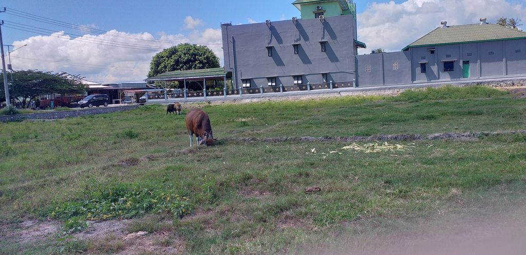 Padang penggembalaan ternak berganti dengan gedung-gedung tinggi. Sistem pemeliharaan sapi pun berubah, yakni diikat, seperti tampak di Oelamasi, Kupang, NTT, Rabu (5/2/2020). 