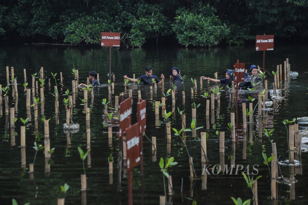 Warga menanam bibit mangrove berjenis bakau kurap (<i>Rhizophora mucronata</i>) di Taman Wisata Alam Muara Angke Kapuk, Jakarta Utara, Rabu (26/7/2023). Archipelagic and Island State (AIS) Forum menyelenggarakan penanaman bibit mangrove dalam rangka memperingati Hari Mangrove Sedunia. 