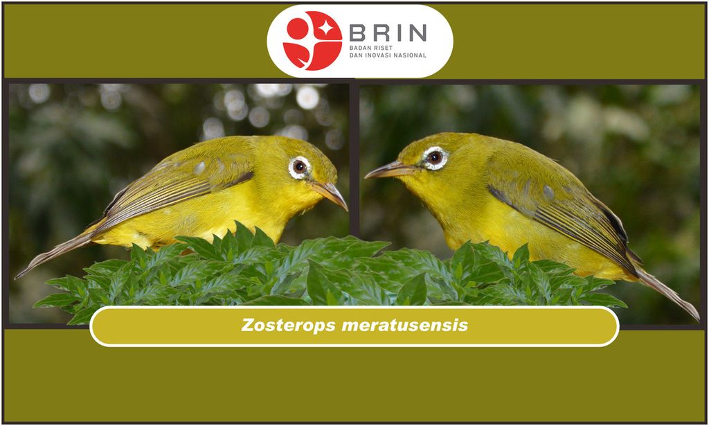 <i>Zosterops meratusensis</i> atau kacamata meratus.