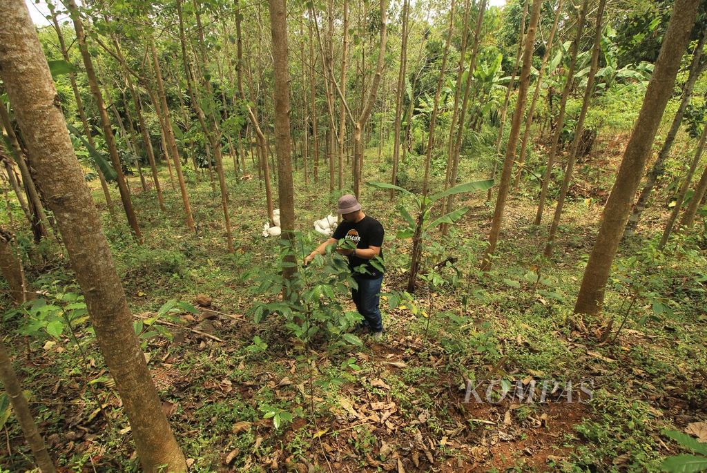 Dian Nugraha Ramdani (30) mengecek kondisi pohon kopi di kebunnya di Blok Sinapeul, Desa Sindanggalih, Cimanggung, Kabupaten Sumedang, Jawa Barat, Rabu (8/9/2021). Dian merupakan peserta program Petani Milenial yang digagas Pemerintah Provinsi Jabar. 