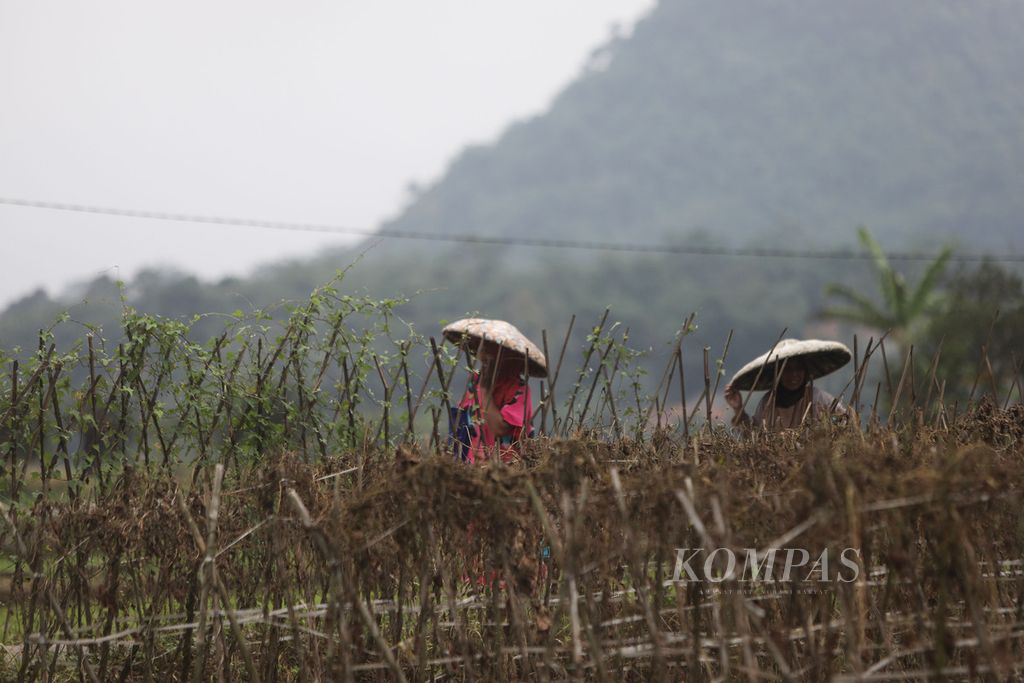 Petani pulang dari menggarap sawah di Kampung Sawah, Kecamatan Rumpin, Kabupaten Bogor, Jawa Barat, Minggu (16/1/2022).
