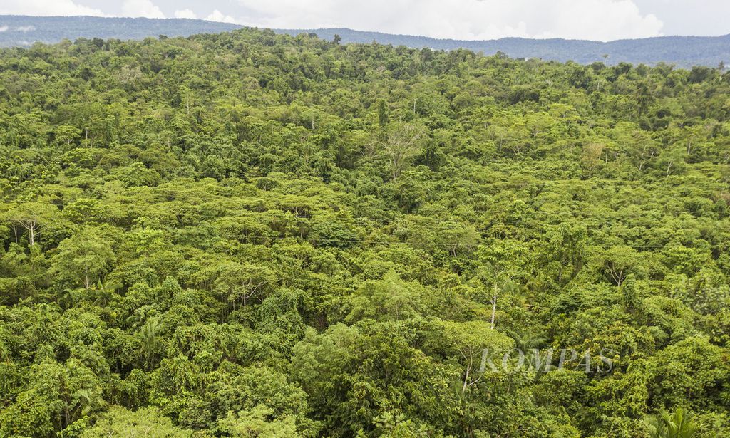 Kawasan hutan yang masih alami di kawasan Distrik Nimbokrang, Kabupaten Jayapura, Papua, Rabu (24/11/2021). Hutan di kawasan ini masih dijaga kealamiannya oleh masyarakat adat untuk melindungi satwa endemik Papua seperti burung cenderawasih. 