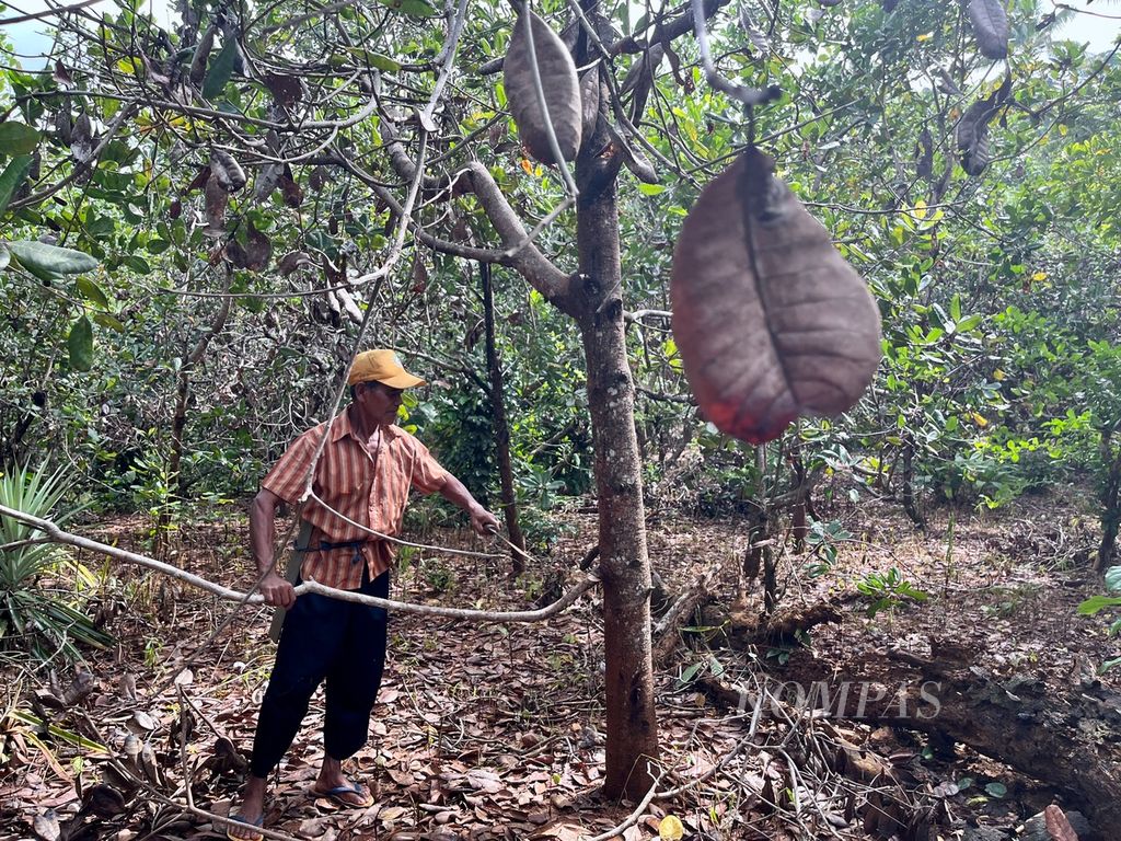 Abdul Latif (60) merawat tanaman metenya yang sebagian diserang hama dan terganggu debu pertambangan nikel di Desa Sukarela Jaya, Wawonii Tenggara, Konawe Kepulauan, Sulawesi Tenggara, Kamis (1/6/2023). Hasil panen mete di kebunnya terus turun beberapa tahun terakhir. 