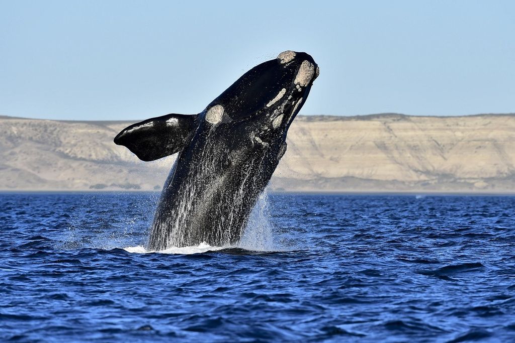 Dalam foto bertanggal 11 Oktober 2017, seekor paus terlihat di Pantai El Doradillo, Patagonia, Argentina. Eslandia mendapat kunjungan turis lebih dari 35.000 orang pada 2016, yang ingin melihat kemunculan paus di Laut Atlantik Utara. Ekosistem mereka bisa terganggu apabila suhu bumi makin tinggi dan tidak terkendali. 