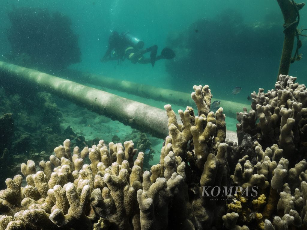 Pipa untuk menyedot air menuju tambak udang melintang di kawasan konservasi di Taman Nasional Karimunjawa, Kecamatan Karimunjawa, Jepara, Jawa Tengah, Selasa (16/4/2024). 