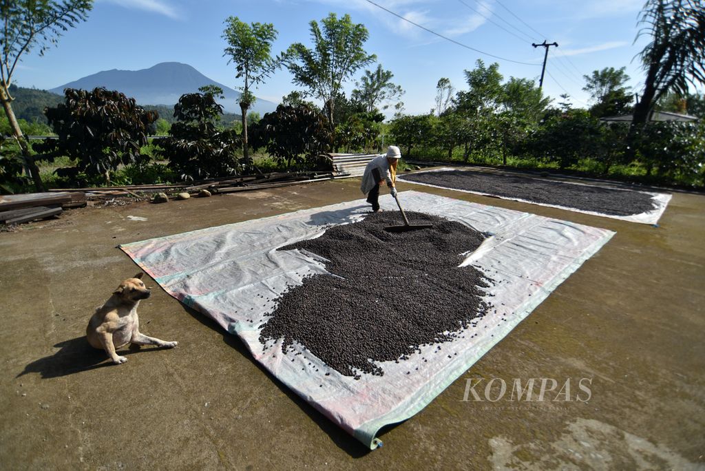 Painah mengeringkan buah kopi di bawah terik matahari kawasan Rimba Candi, Dempo Tengah, Kota Pagaralam, Sumatera Selatan, Kamis (4/7/2024). Sebagai wilayah dataran tinggi, Pagaralam adalah salah satu rumah besar kopi Sumsel.