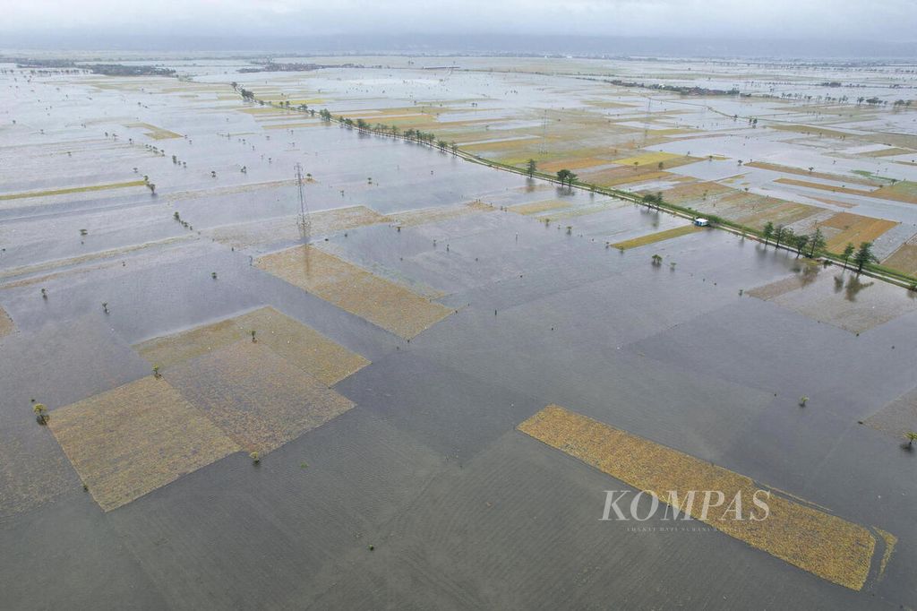 Landscape of submerged rice fields in Wates Village, Undaan, Kudus, Central Java, on Thursday (2/3/2023). Some of the flooded fields are planted with rice that has entered the harvest season. The floods that have occurred for over a week have submerged more than 2,200 hectares of rice fields in Kudus.