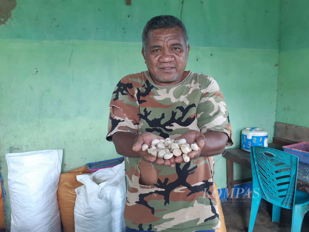 Ferdinandus Mudaj (52) menunjukkan isi kemiri olahannya di Kampung Boto, Kecamatan Nagawutung, Kabupaten Lembata, NTT, Sabtu (28/1/2023) . Kemiri itu segera dikirim ke luar daerah.