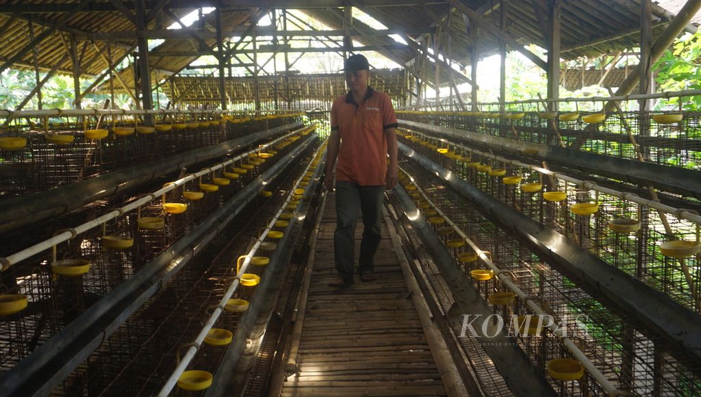 Seorang pegawai menengok kandang ayam petelur yang kosong di Kecamatan Mojosongo, Kabupaten Boyolali, Jawa Tengah, Kamis (1/9/2022). 