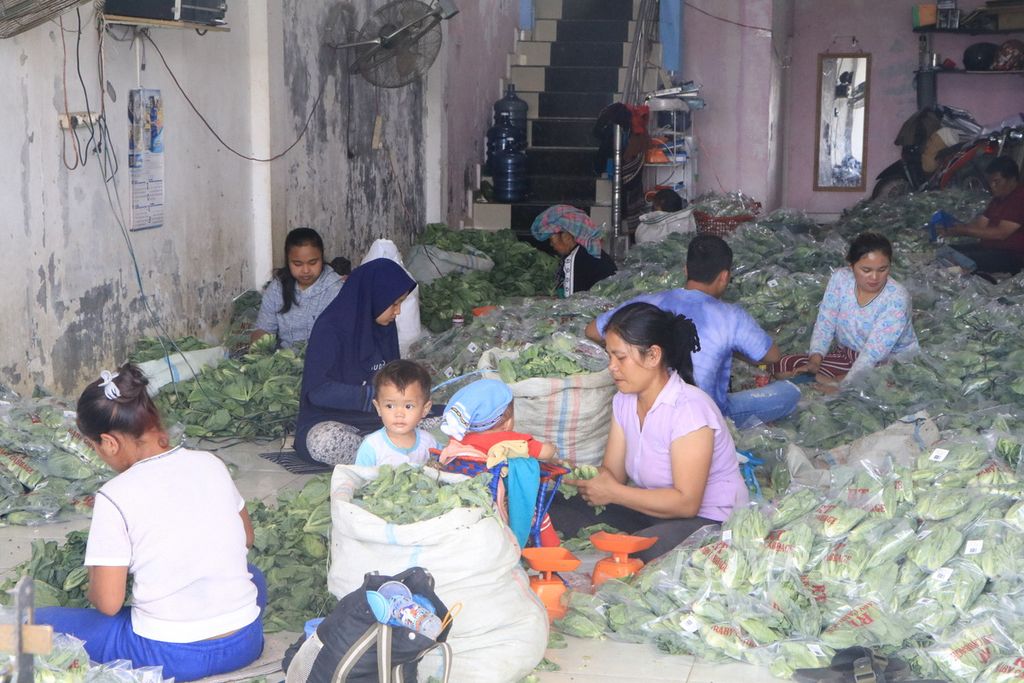 Para pekerja mengemas sayur baby kol di sebuah gudang di Kecamatan Simpang Empat, Kabupaten Karo, Sumatera Utara, Kamis (11/5/2023). Aktivitas pertanian di sekitar Gunung Sinabung menggeliat setelah dua tahun tidak ada erupsi.