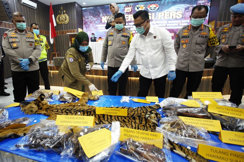 Satu helai kulit harimau sumatera hasil sitaan ditampilkan dalam konferensi pers di Banda Aceh, Senin (22/1/2024).