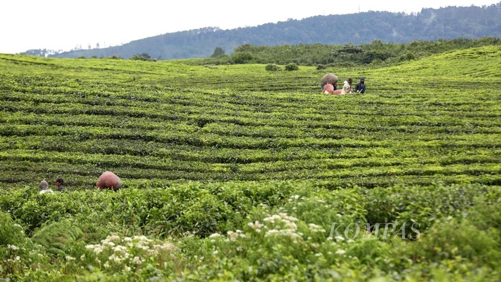 Aktivitas buruh petik dengan menggunakan mesin di perkebunan teh milik Perusahaan Perkebunan Nusantara IV di Kecamatan Sidamanik, Kabupaten Simalungun, Sumatera Utara, Senin (25/6/2018). 