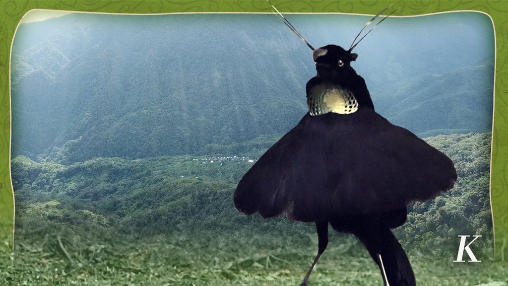 A Western Parotia bird in the traditional forest of Kampung Kwau, Arfak highlands, Papua.