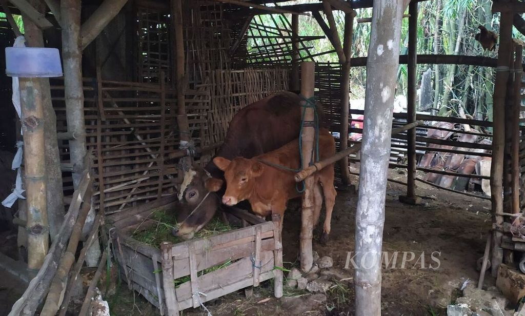 Kandang ternak milik Pendi (32), di Desa Kesamben Kulon, Kec Wringin Anom, Kabupaten Gresik, Jawa Timur. Seluruh hewan ternak di sini terpapar penyakit mulut dan kuku, Kamis (16/6/2022).