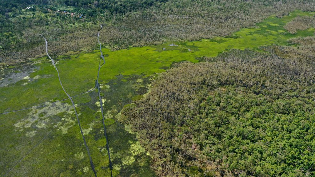 Rawa Biru, the heart of Wasur National Park in Sota district, Merauke regency, Papua, is pictured on 12 March, 2020. Containing a vast swamp, the site is surrounded by a dominant forest of eucalyptus. The swamp is a habitat for various fish, birds, reptiles and amphibians.