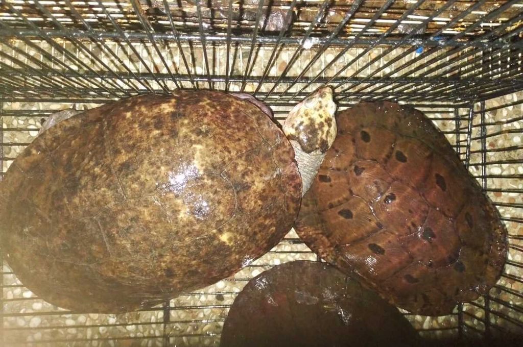 Kura-kura moncong babi ini ditemukan oleh petugas Karantina Jatim di dalam koper di Kapal Motor Nggapulu yang bersandar di Pelabuhan Tanjung Perak Surabaya. Kasus itu dirilis, Selasa (9/1/2024).