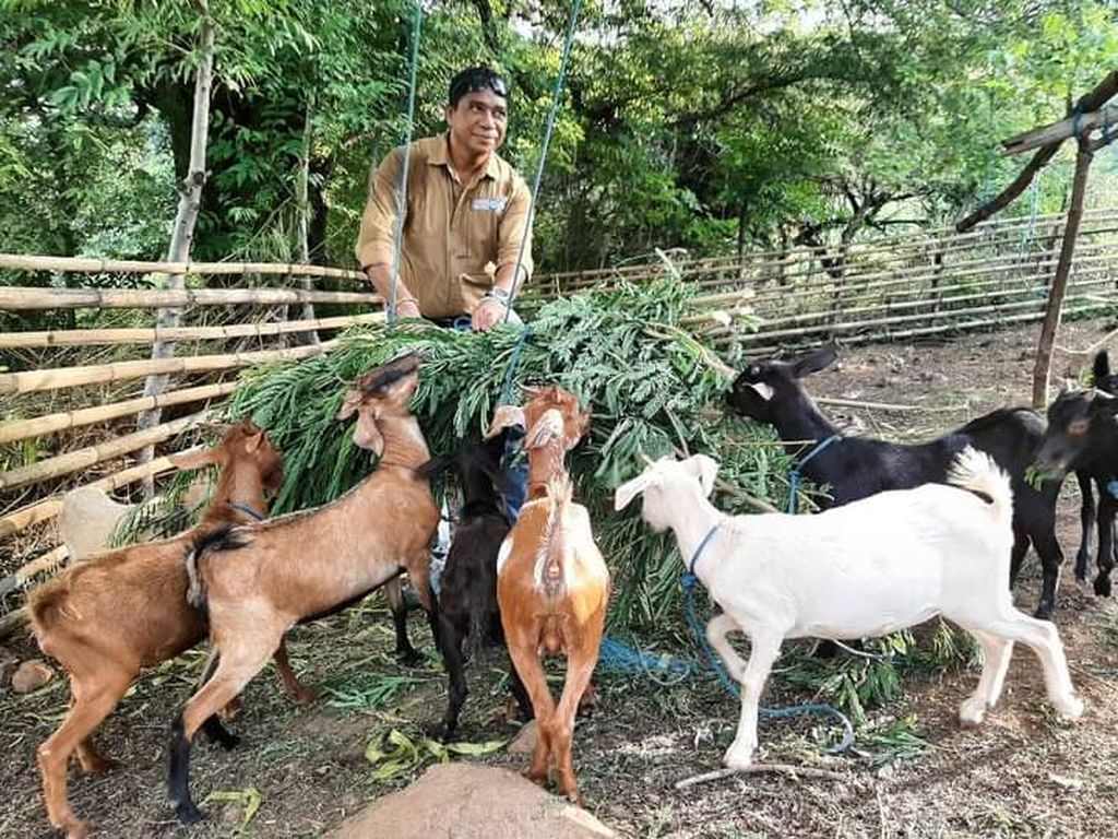 Paul Suban, warga Kupang, sedang memberi makan ternak kambing di sekitar rumah kediamannya di Kupang. Ia memanfaatkan pakan yang sedang melimpah selama musim hujan untuk menggemukan kambing yang ada. 