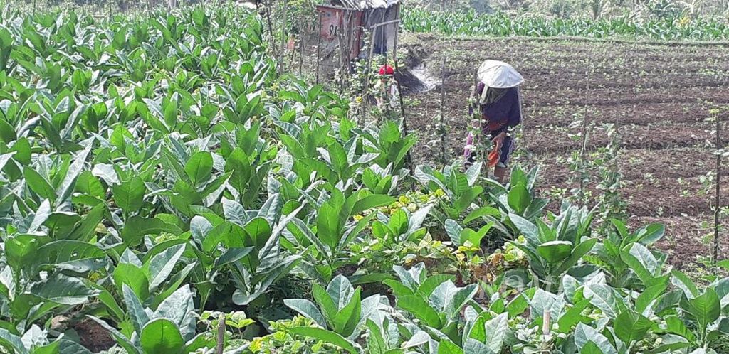 Petani merawat tanaman tembakau di Kabupaten Temanggung, Jateng, pada September 2018.