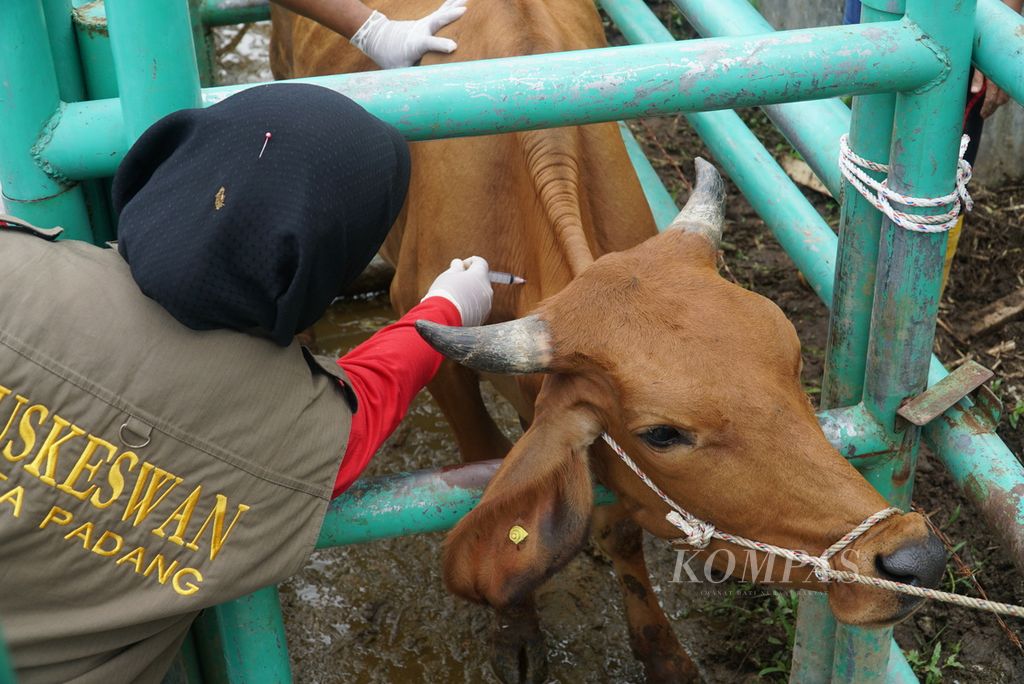Vaksinator menyuntikkan vaksin penyakit mulut dan kaki (PMK) pada sapi di kandang UPT Pembibitan Ternak Dinas Pertanian Kota Padang, Kelurahan Air Pacah, Kecamatan Koto Tangah, Padang, Sumatera Barat, Rabu (29/6/2022). Ada 100 sapi <i>brahman cross</i> disuntik vaksin PMK tahap pertama oleh petugas Distan Padang untuk mencegah penularan wabah tersebut.