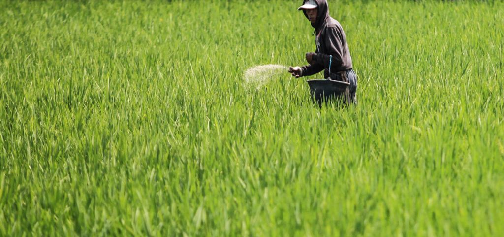 Ade Supriadi (56) spreads Phonska fertilizer on his rice fields in Gedebage, Bandung, West Java, Monday (4/9). Subsidized fertilizers are difficult to access in some areas, so a number of farmers are forced to use non-subsidized fertilizers, which are much more expensive.