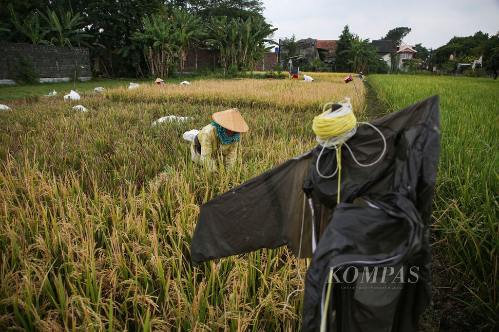 Buruh tani memanen padi di Purwomartani, Kecamatan Kalasan, Kabupaten Sleman, Daerah Istimewa Yogyakarta, Jumat (4/8/2023). Kekeringan yang dipicu fenomena El Nino dapat menekan produksi beras nasional.