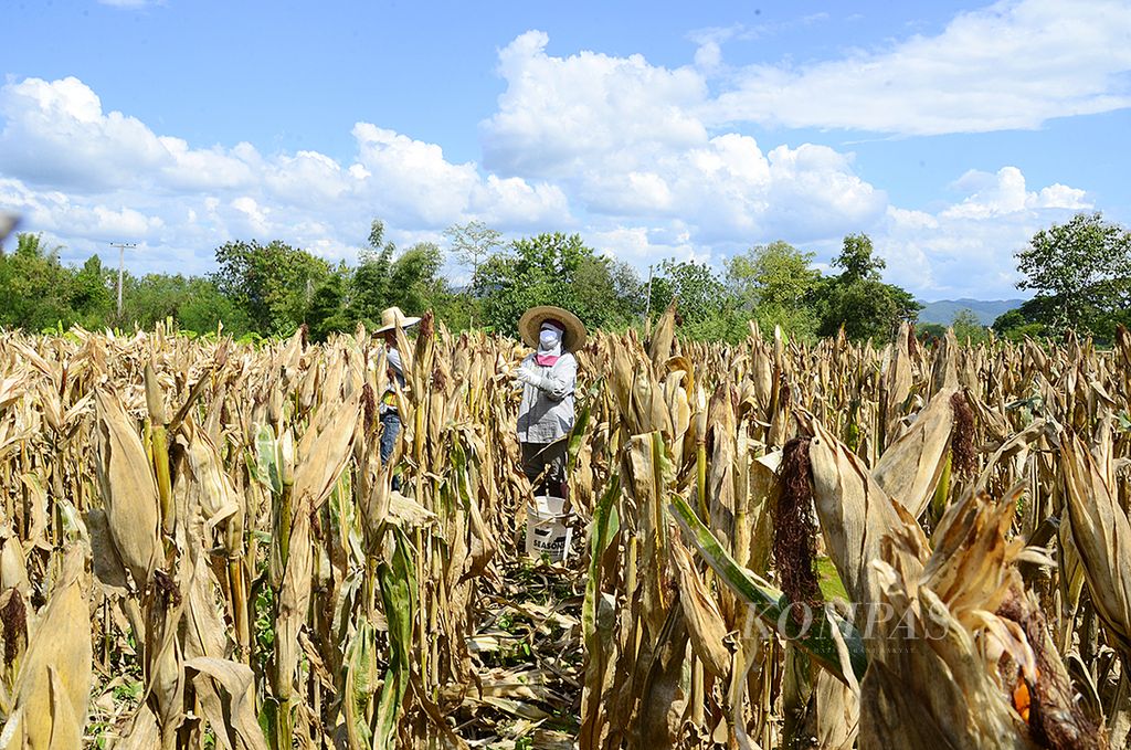Petani memanen jagung di lahan perkawinan jagung milik DuPont di Distrik Mae Theng, Chiang Mai, Thailand, beberapa waktu lalu. Peningkatan hasil panen petani menjadi salah satu kunci penyelamatan pangan dunia di masa mendatang. 