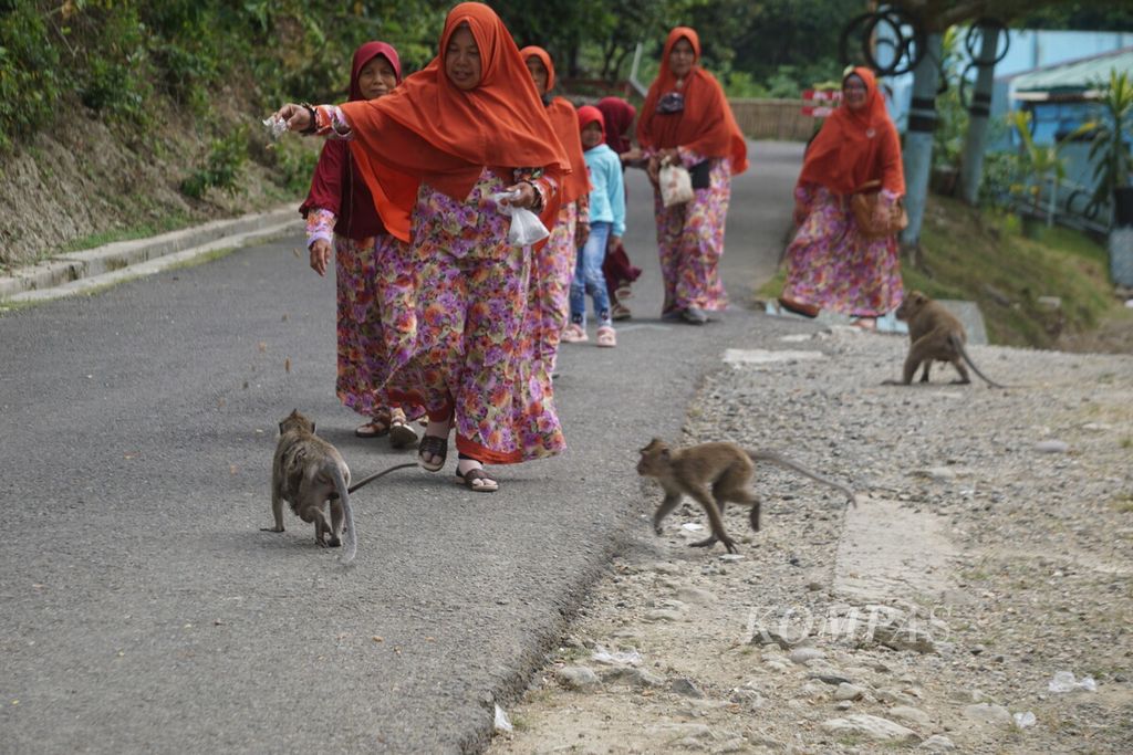 Monyet-monyet berkejaran untuk mendapatkan makanan dari pengunjung di sekitar Masjid Saka Tunggal di Cikakak, Wangon, Banyumas, Jawa Tengah, Sabtu (3/6/2023).