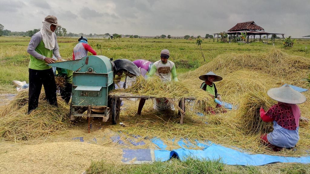 Petani di Bakalanpule, Kecamatan Tikung. Kabupaten Lamongan, Jawa Timur Kamis (8/2) panen padi. Harga di tingkat petani Rp 4800 per kilogram turun dibanding Januari lalu Rp 5200 per kg gabah kering panen.