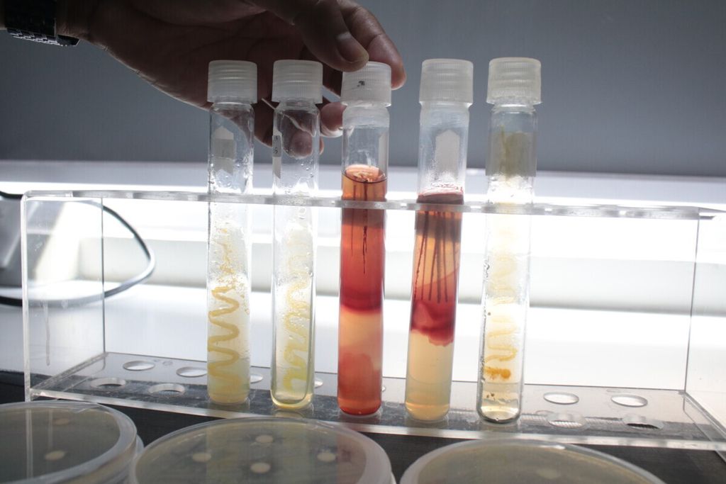 Peneliti dari Ma Chung Research Centre for Photosynthetic Pigments (MRCPP) Universitas Ma Chung, Edi Setiyono, Senin (3/2/2020), menunjukkan hasil penelitiannya, yaitu temuan antibiotik alami, terbuat dari bakteri laut. 