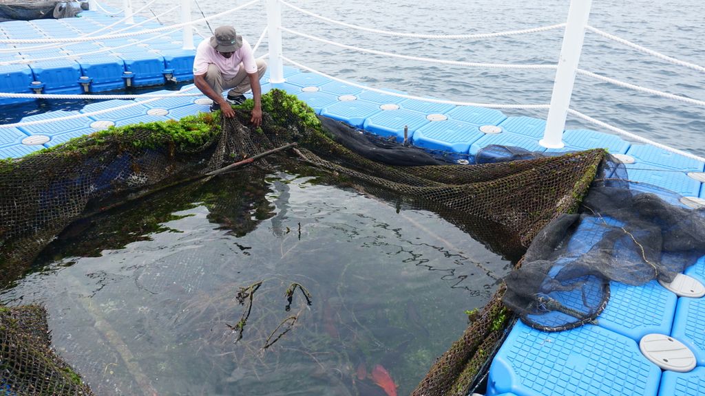 Solihin Arifin (43), Ketua Kelompok Nelayan Tanjung Maref, sedang memperlihatkan hasil budidaya ikan kerapu yang dikelola oleh warga di Keramba Jaring Apung, Yensawai Timur, Raja Ampat, Jumat (25/3/2022).