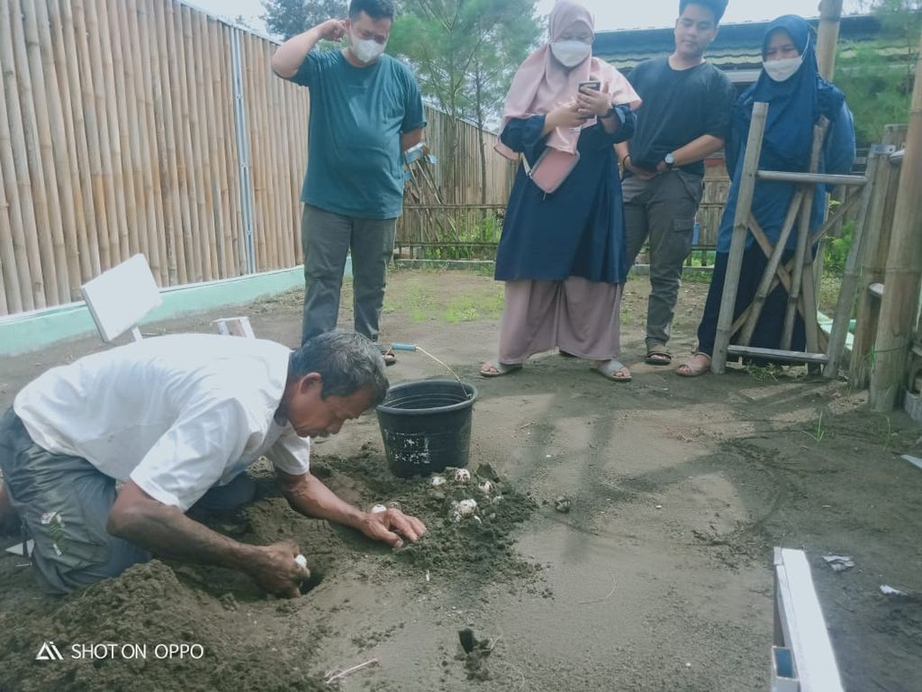 Pemindahan telur penyu ke kawasan Konservasi Penyu Nagaraja di Pantai Sodong, Cilacap, Jawa Tengah, Kamis (5/5/2022).
