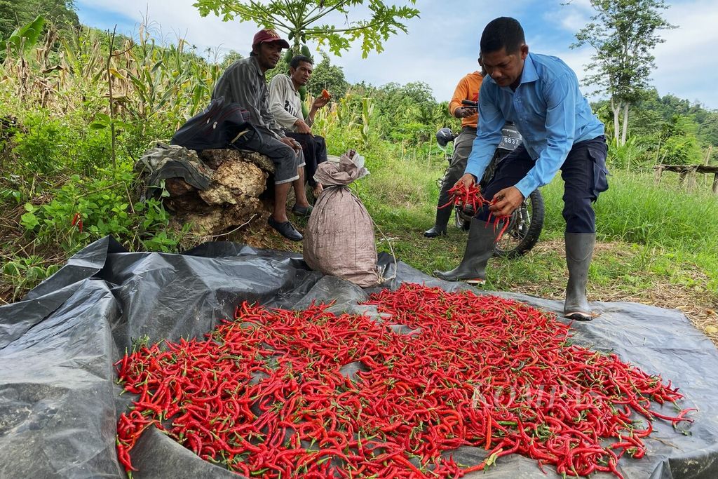 Petani memperlihat cabai merah yang baru dipanen di Desa Pinto Rimba, Kecamatan Peudada, Kabupaten Bireuen, Aceh, Kamis (16/11/2023). Meski produksi cabai merah di Aceh tinggi, pada musim tertentu justru mengalami kekurangan pasokan.