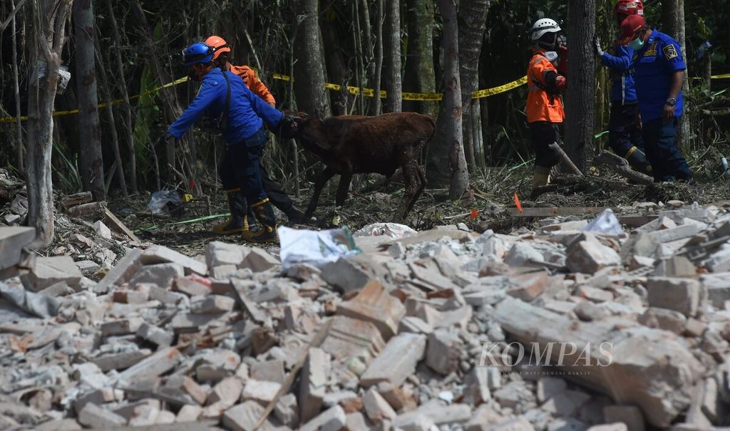Petugas mengevakuasi sapi dari belakang rumah yang rusak oleh ledakan bahan petasan di Desa Karangbendo, Kecamatan Ponggok, Kabupaten Blitar, Jawa Timur, Senin (20/2/2023).