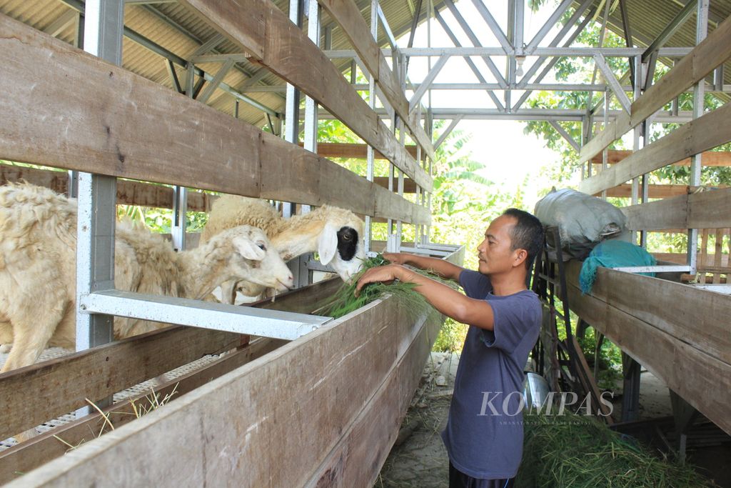 Muhaemin, Ketua Koperasi Tani Mulus, memberi pakan untuk kambing di Desa Mundakjaya, Kecamatan Cikedung, Kabupaten Indramayu, Jawa Barat, Rabu (4/10/2023). Koperasi itu tidak hanya memproduksi beras, tetapi juga mengembangkan peternakan kambing dan kios sarana produksi pertanian.