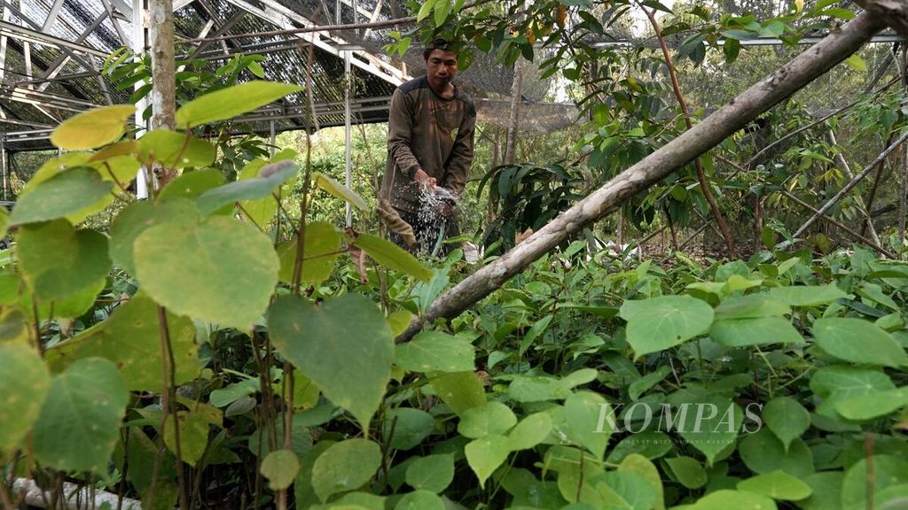 Anggota Kelompok Tani Hutan (KTH) Rahayu Jaya merawat bibit pohon yang akan ditanam kawasan rehabilitasi bekas kebakaran hutan di ekosistem Rawa Kijang kompleks Taman Nasional Way Kambas (TNWK), Lampung, Sabtu (7/10/2023). KTH yang dibentuk oleh warga desa sekitar ini dalam empat tahun terakhir berhasil menghijaukan sekitar 50 hektar lahan bekas kebakaran tahun 2019. Pohon yang ditanam merupakan jenis yang bisa digunakan untuk pakan badak sumatera terutama yang berada di dalam TNWK. 