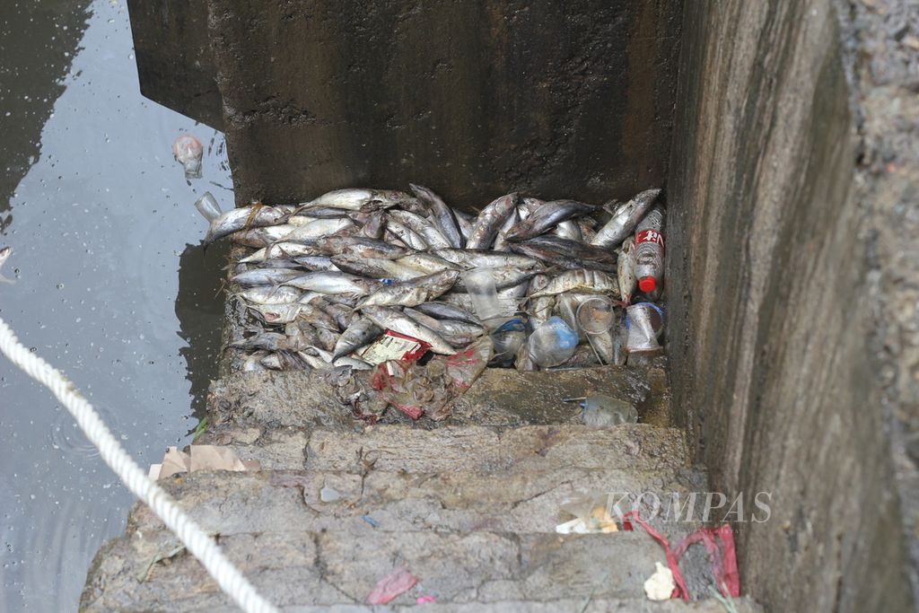 Bangkai ikan yang dibuang nelayan tampak di dermaga Pelabuhan Perikanan Samudera Kutaraja, Lampulo, Kota Banda Aceh, Provinsi Aceh, Jumat (3/5/2024). 