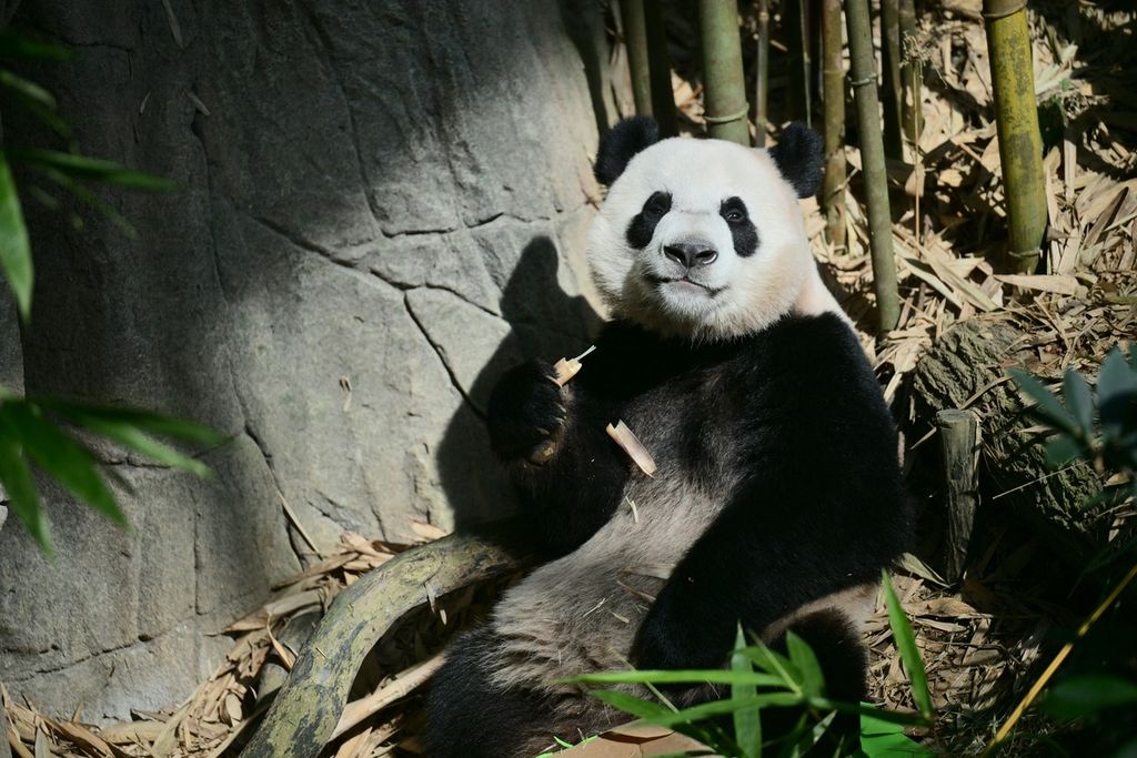  Panda Le Le saat tampil terakhir kali di Taman Margasatwa River Wonders, Singapura, 13 Desember 2023, sebelum berangkat ke China untuk program pembiakan. 