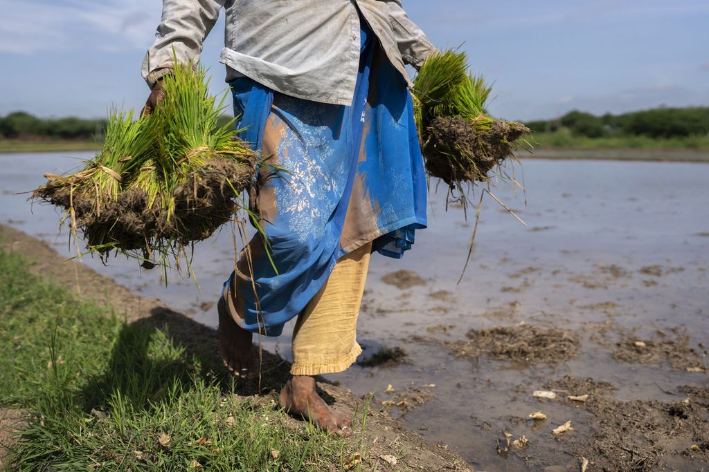 Seorang petani membawa beberapa ikat bibit padi yang akan ditanam di Desa Hampapuram, Distrik Anantapur, Andra Pradesh, India, pada 15 September 2022. Per 20 Juli 2023, Pemerintah India memutuskan menghentikan ekspor beras non-Basmati ke pasar internasional sehingga menyebabkan kekosongan lebih dari seperlima produk beras dunia.