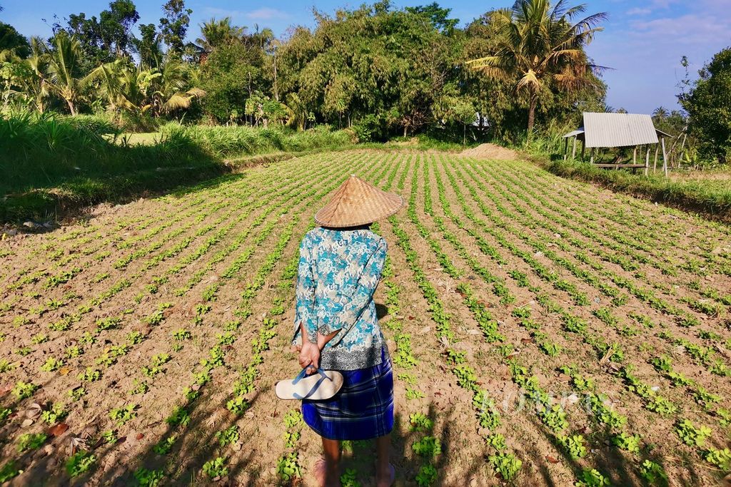 Seorang petani memeriksa kondisi kacang tanah yang ditanam di sawahnya di Dusun Kuang Jukut, Desa Pringgarata, Kabupaten Lombok Tengah, Nusa Tenggara Barat, Senin (24/11/2023). 