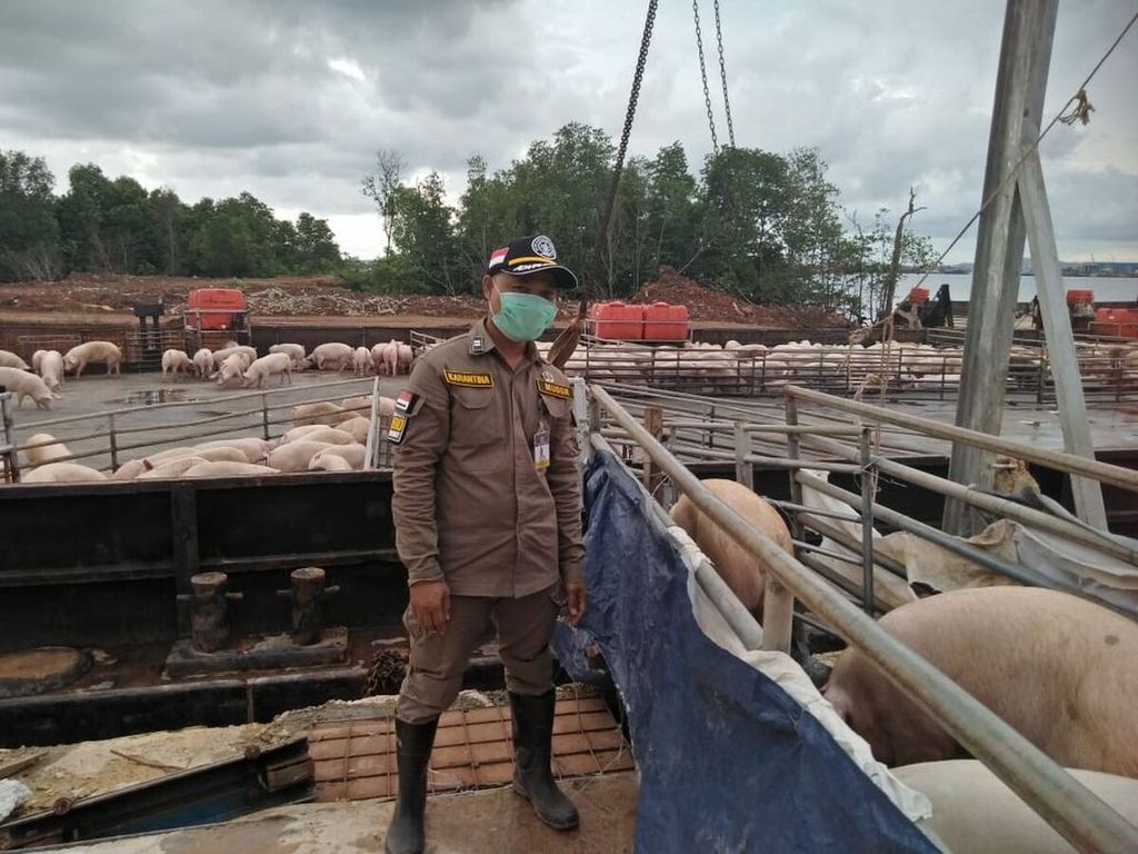 Seorang petugas Balai Karantina Pertanian Kelas II Tanjung Pinang memeriksa babi yang akan diekspor dari Pulau Bulan, Batam, Kepulauan Riau, ke Singapura, Selasa (1/10/2019).