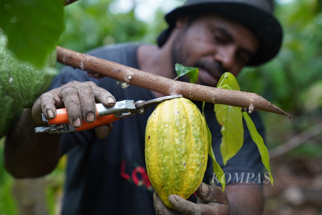 Ebier Suth Cooperative workers harvest cocoa pods from a garden in Ransiki District, South Manokwari Regency, West Papua, Tuesday (20/4/2021). After harvesting, Ransiki cocoa beans will be processed and sent to a number of chocolate producers both domestically and internationally.