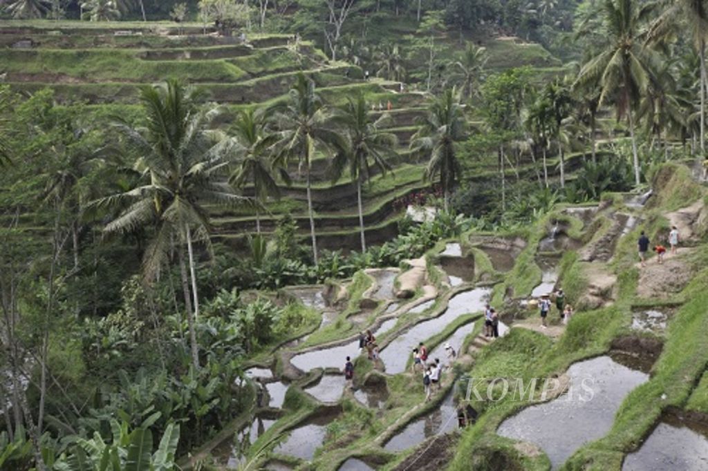 Turis menikmati wisata alam Ceking di kawasan Ubud, Kabupaten Gianyar, Bali, yang terkenal dengan pemandangan sawah bertingkat (terasering).