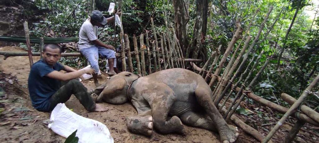 Tim medis merawat gajah sumatera betina bernama Eropa (8) yang lumpuh setelah terperosok di Unit Tanggap Konservasi (CRU) Tangkahan, Kabupaten Langkat, Sumatera Utara, Sabtu (15/4/2023). Eropa akhirnya mati pada Minggu (30/4/2023) setelah dirawat selama 20 hari.