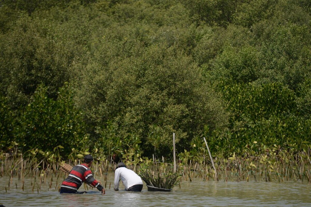 Sebagian kawasan mangrove yang kembali direhabilitasi dengan penanaman bibit baru di Desa Bedono, Kecamatan Sayung, Kabupaten Demak, Jawa Tengah, Rabu (4/9/2019). Kegiatan penanaman tersebut sebagai upaya konservasi hutan mangrove yang berfungsi untuk melindungi kawasan pesisir. 