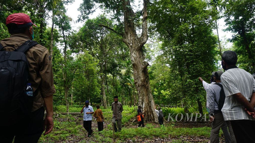 Salah satu pohon kenari berusia puluhan tahun di Desa Sebelei, Kecamatan Makian Barat, Pulau Makian, Halmahera Selatan, Maluku Utara, awal Juni 2021.  Buah dari pohon kenari ini menjadi salah satu hasil hutan bukan kayu yang dikelola masyarakat Desa Sebelai. 